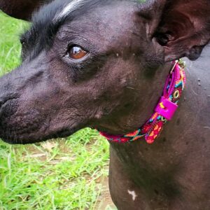 Collar Corrido 1.5 cm de ancho