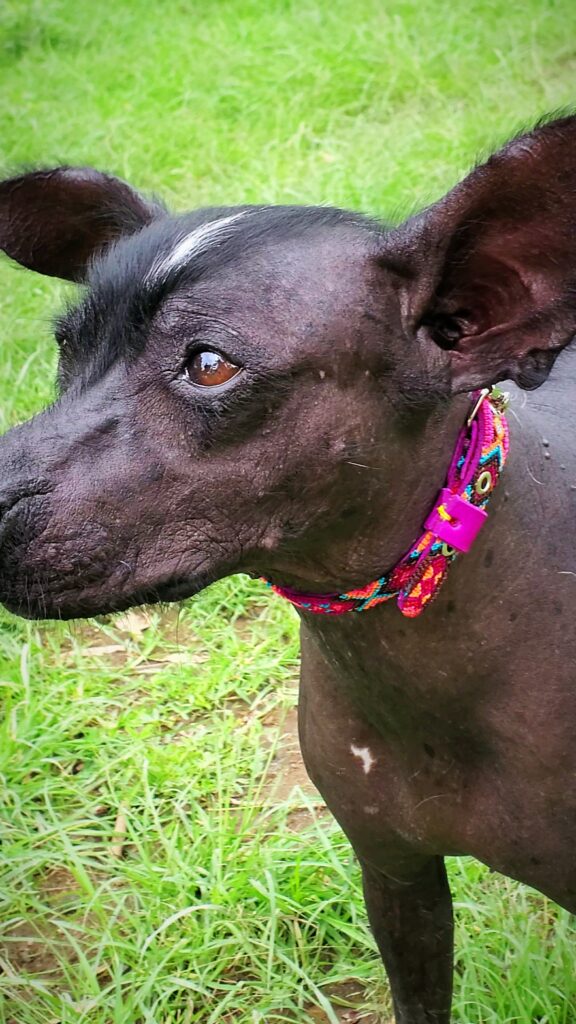 Collar Corrido 1.5 cm de ancho