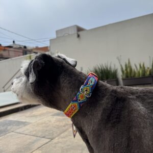 Collar Corrido 2.5 cm de ancho