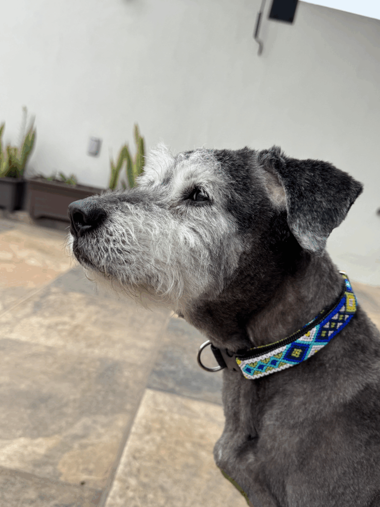 Collar Ajustable Mediano