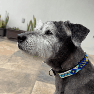 Collar Ajustable Mediano