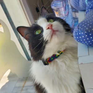 Collar Artesanal Ajustable para Gato