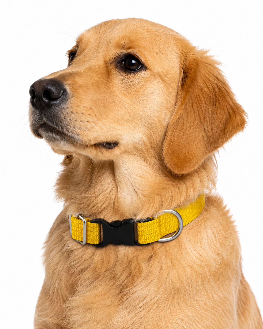 Collar Ajustable Mediano Vanguardia - Image 6