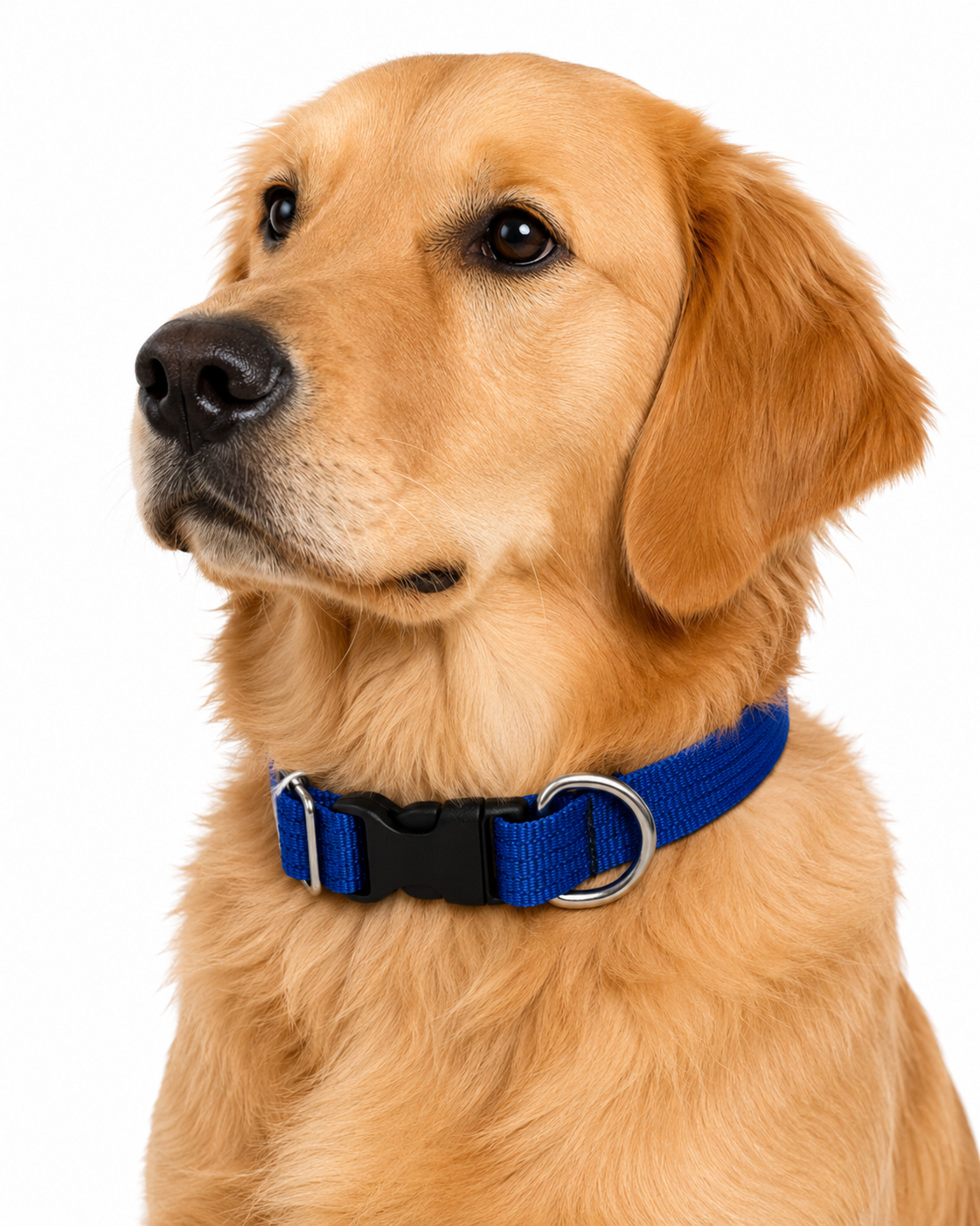 Collar Ajustable Mediano Vanguardia - Image 5