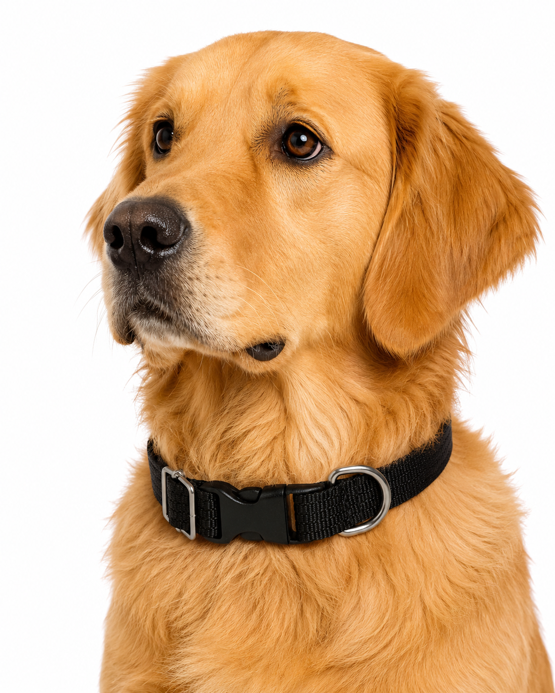 Collar Ajustable Mediano Vanguardia - Image 2