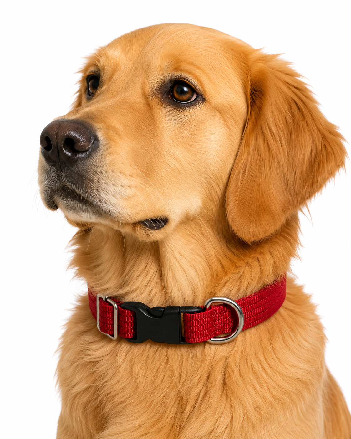 Collar Ajustable Mediano Vanguardia - Image 3