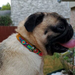 Collar Simple 1.5 cm de ancho