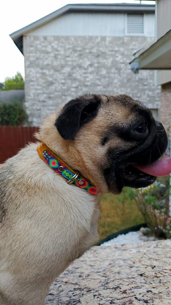 Collar Simple 1.5 cm de ancho