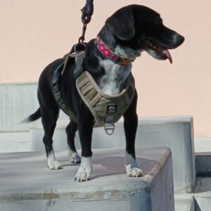 Collar Corrido 2 cm de ancho