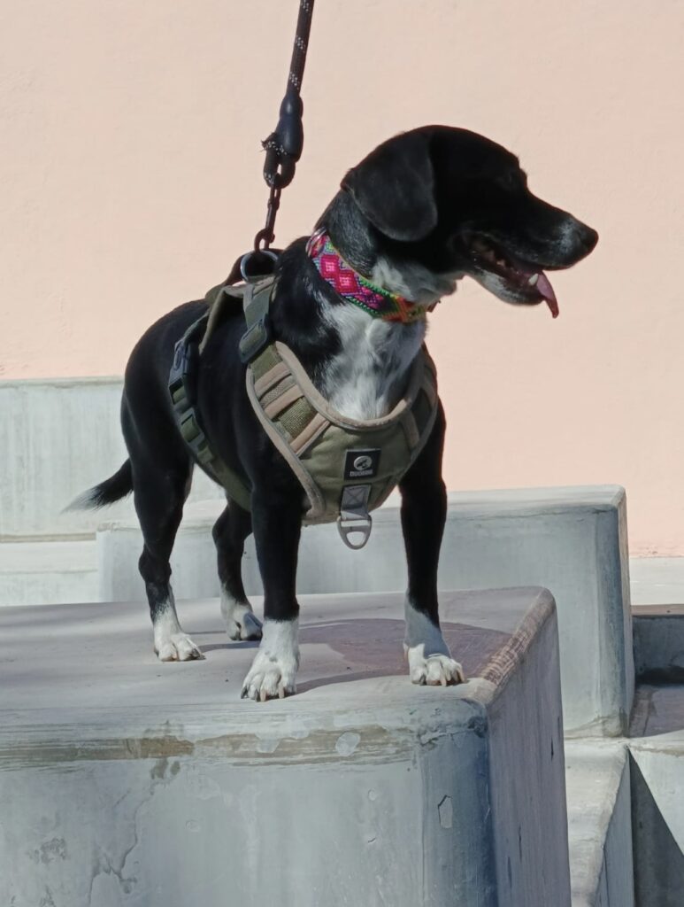 Collar Corrido 2 cm de ancho